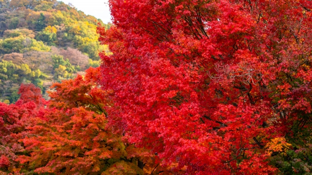 fall magc ing   秋の雪景色 Autumn Foliage at Lake Kawaguchi | A Complete Guide to